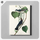アートパネル-Tyrant Fly-catcher from Birds of America
 - アメリカの鳥たち Canvas.
