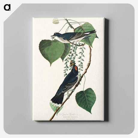 アートパネル-Tyrant Fly-catcher from Birds of America
 - アメリカの鳥たち Canvas.
