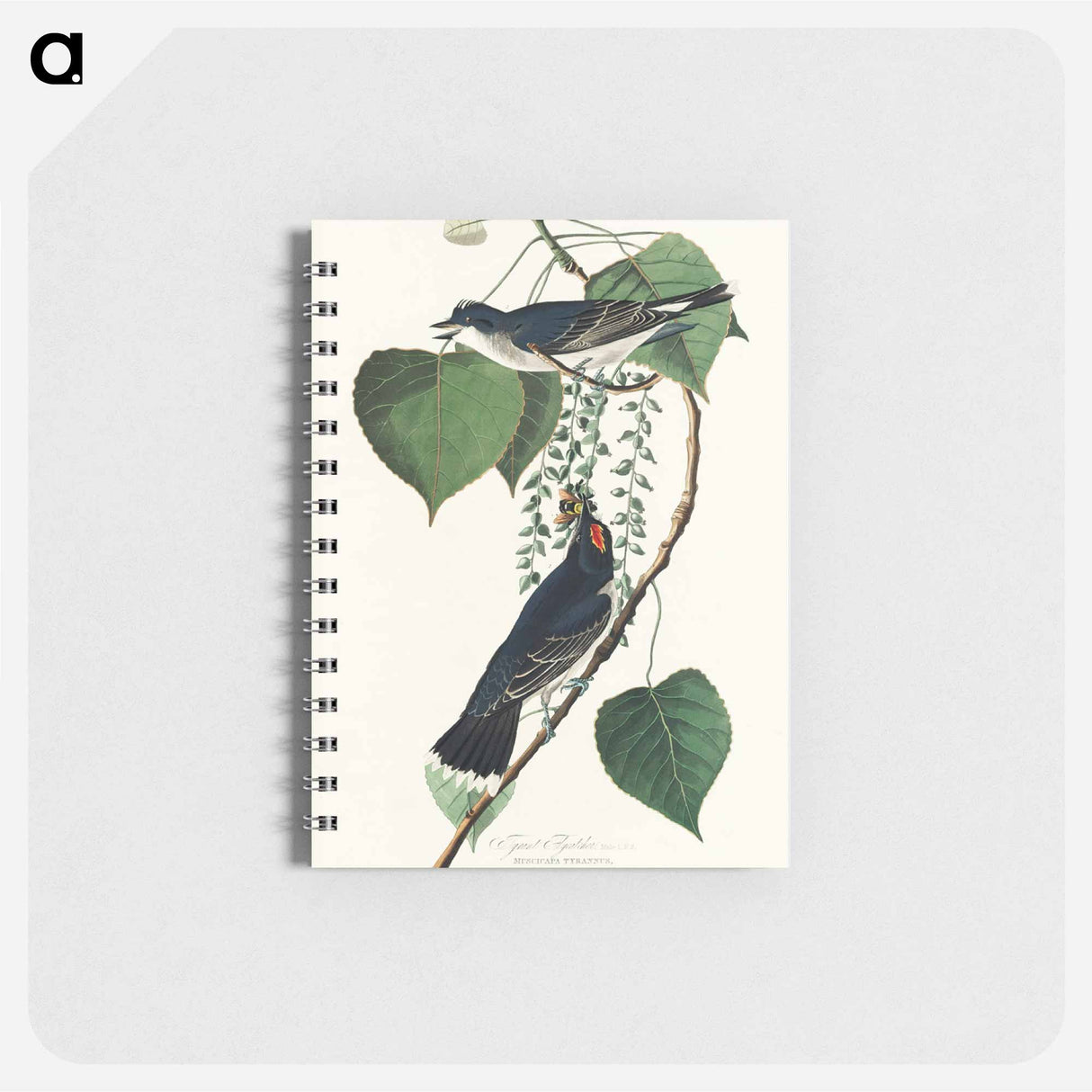 アートメモ帳-Tyrant Fly-catcher from Birds of America
 - アメリカの鳥たち Memo.