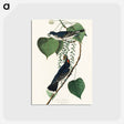 アートポストカード-Tyrant Fly-catcher from Birds of America
 - アメリカの鳥たち Postcard.