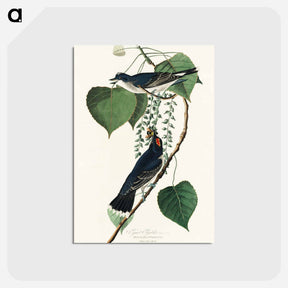 アートポストカード-Tyrant Fly-catcher from Birds of America
 - アメリカの鳥たち Postcard.