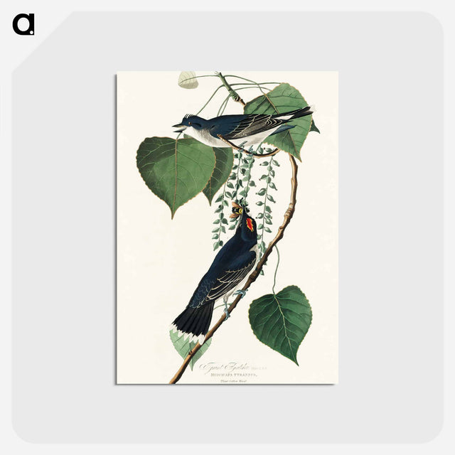 アートポストカード-Tyrant Fly-catcher from Birds of America
 - アメリカの鳥たち Postcard.