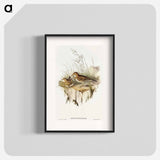 アートポスター-Australian Pipit
 - オーストラリアの鳥 Poster.