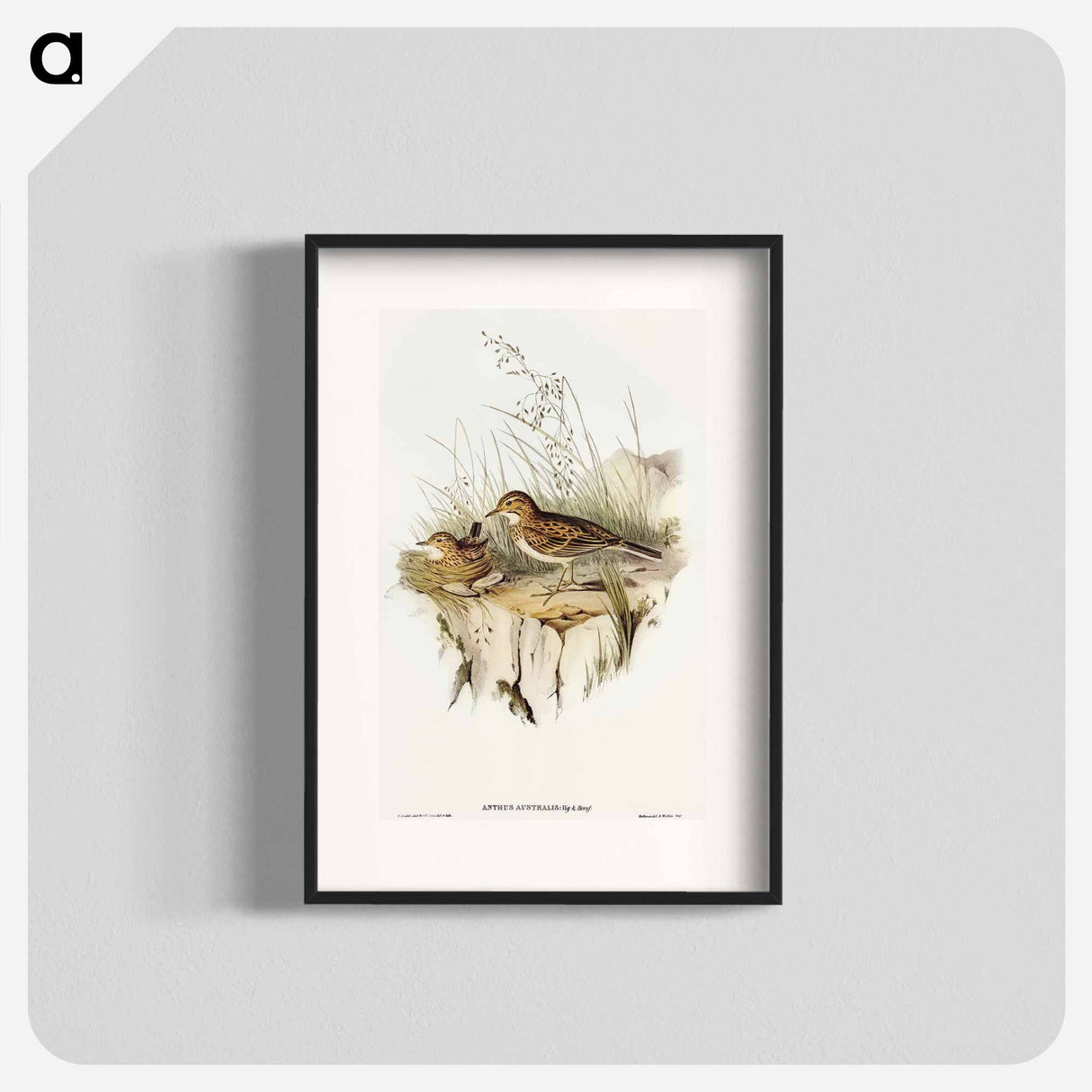 Australian Pipit
 - オーストラリアの鳥 Poster.