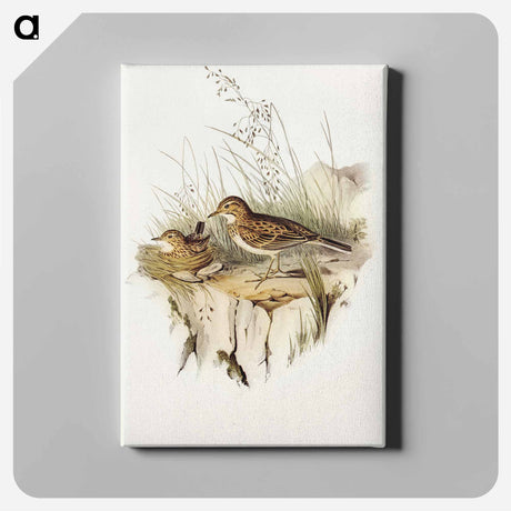 アートパネル-Australian Pipit
 - オーストラリアの鳥 Canvas.
