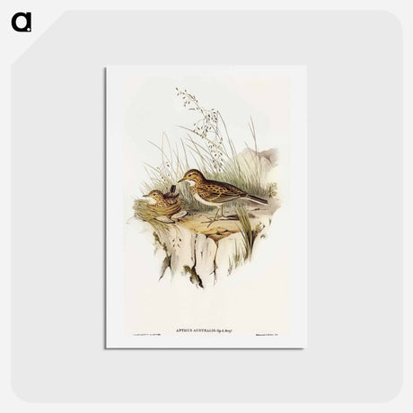 アートポストカード-Australian Pipit
 - オーストラリアの鳥 Postcard.