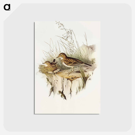 アートポストカード-Australian Pipit
 - オーストラリアの鳥 Postcard.