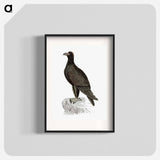 アートポスター-Mountain Eagle
 - 大英図書館 Poster.