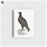 アートメモ帳-Mountain Eagle
 - 大英図書館 Memo.