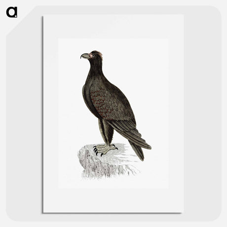アートポスター-Mountain Eagle
 - 大英図書館 Poster.