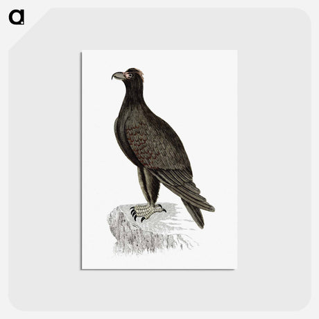 アートポストカード-Mountain Eagle
 - 大英図書館 Postcard.