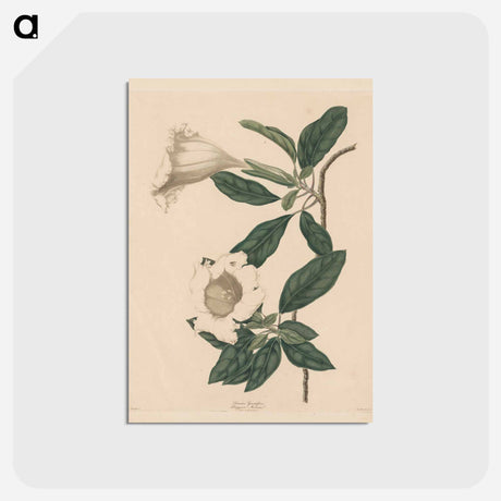 アートポストカード-Cleveland Museum of Art
 - クリーブランド美術館 Postcard.