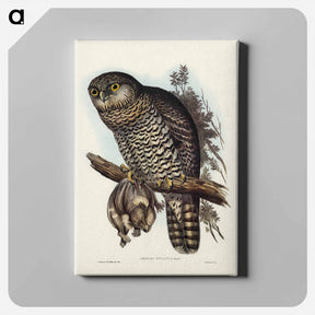 アートパネル-Powerful Owl
 - ジョン グールド Canvas.