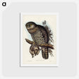 アートポストカード-Powerful Owl
 - ジョン グールド Postcard.