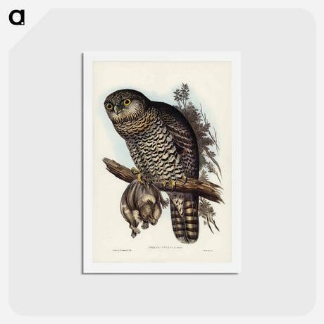 アートポストカード-Powerful Owl
 - ジョン グールド Postcard.