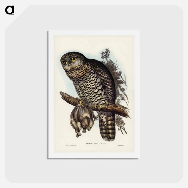 アートポストカード-Powerful Owl
 - ジョン グールド Postcard.