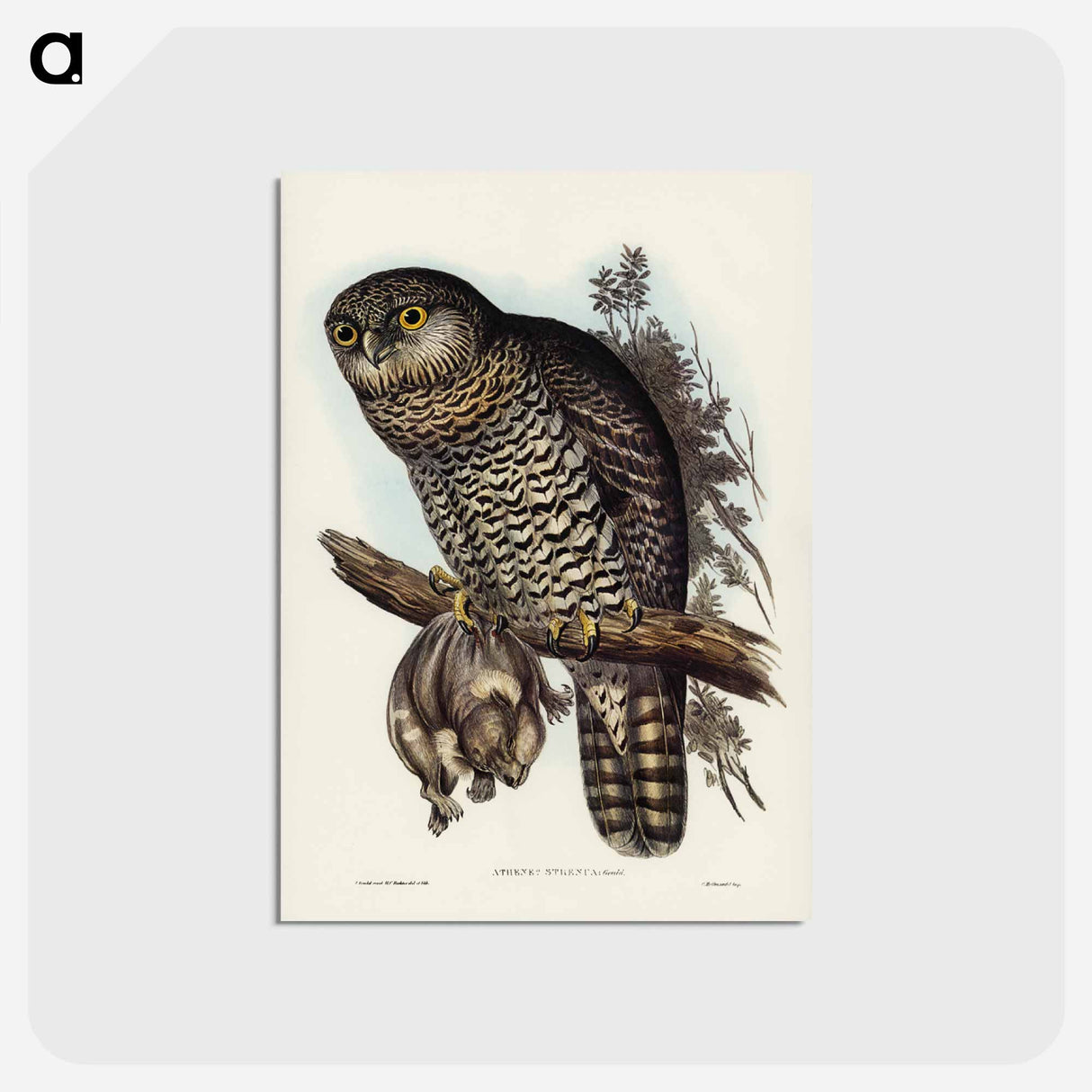 アートポストカード-Powerful Owl
 - ジョン グールド Postcard.