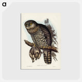 アートポストカード-Powerful Owl
 - ジョン グールド Postcard.