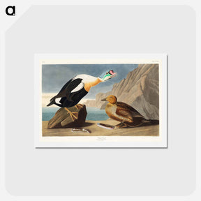 アートポストカード-King Duck
 - ジョン ジェームス オーデュボン Postcard.