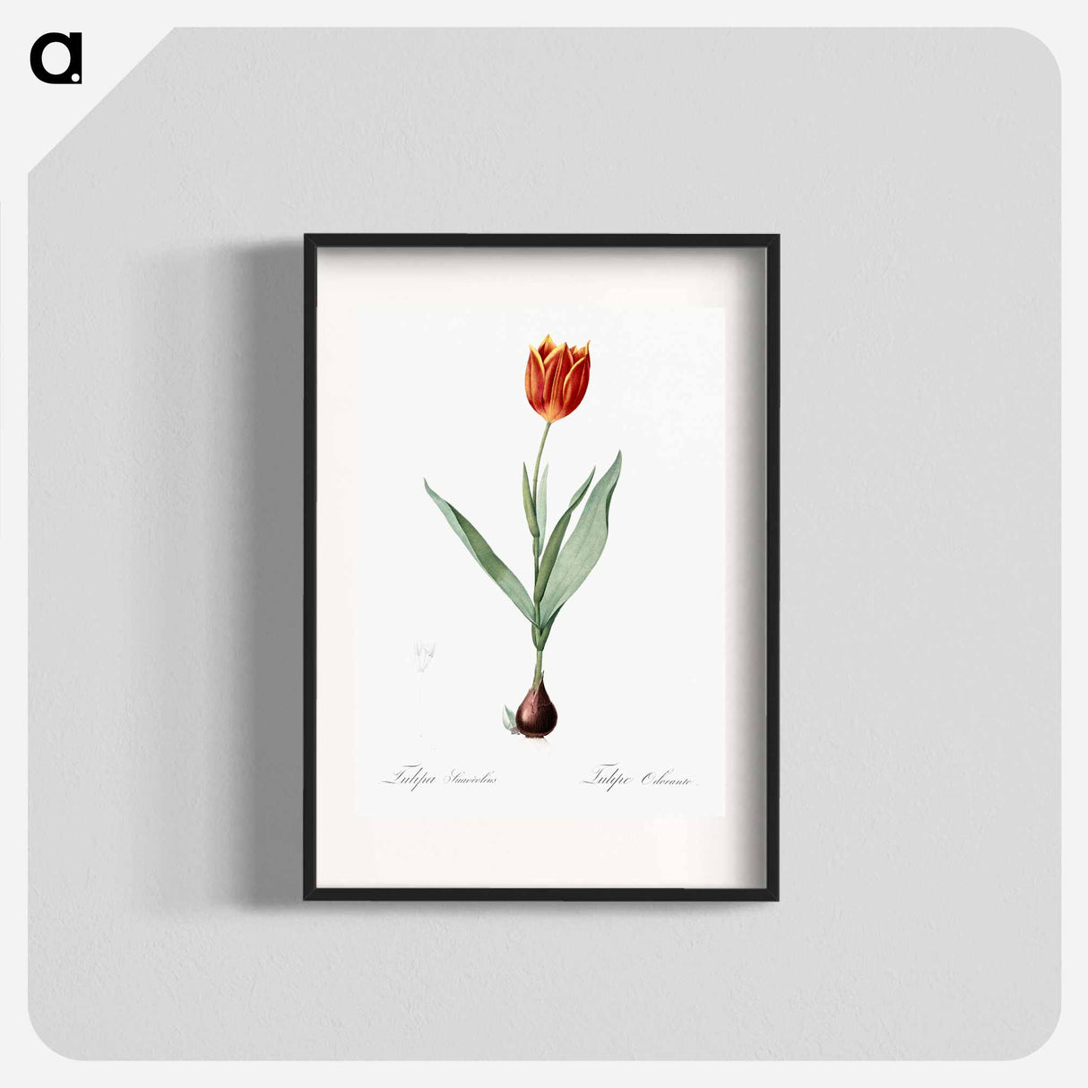 Tulip illustration from Les liliacées - ピエール ジョゼフ ルドゥーテ Poster.