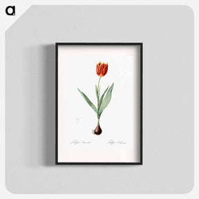 アートポスター-Tulip illustration from Les liliacées - ピエール ジョゼフ ルドゥーテ Poster.
