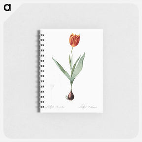 アートメモ帳-Tulip illustration from Les liliacées - ピエール ジョゼフ ルドゥーテ Memo.