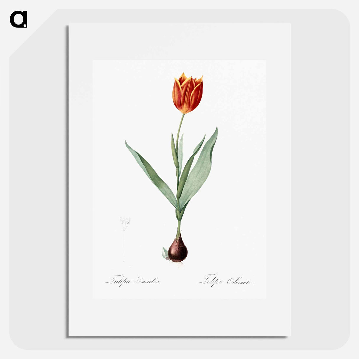 Tulip illustration from Les liliacées - ピエール ジョゼフ ルドゥーテ Poster.