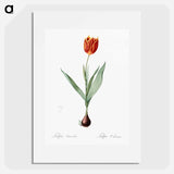 Tulip illustration from Les liliacées - ピエール ジョゼフ ルドゥーテ Poster.