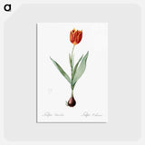 アートポストカード-Tulip illustration from Les liliacées - ピエール ジョゼフ ルドゥーテ Postcard.