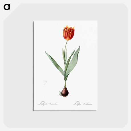 アートポストカード-Tulip illustration from Les liliacées - ピエール ジョゼフ ルドゥーテ Postcard.