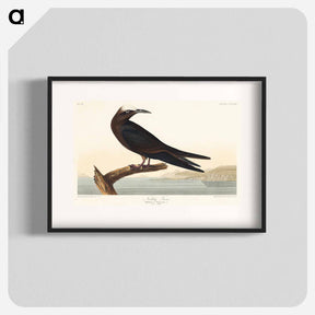 アートポスター-Noddy Tern from Birds of America
 - アメリカの鳥たち Poster.