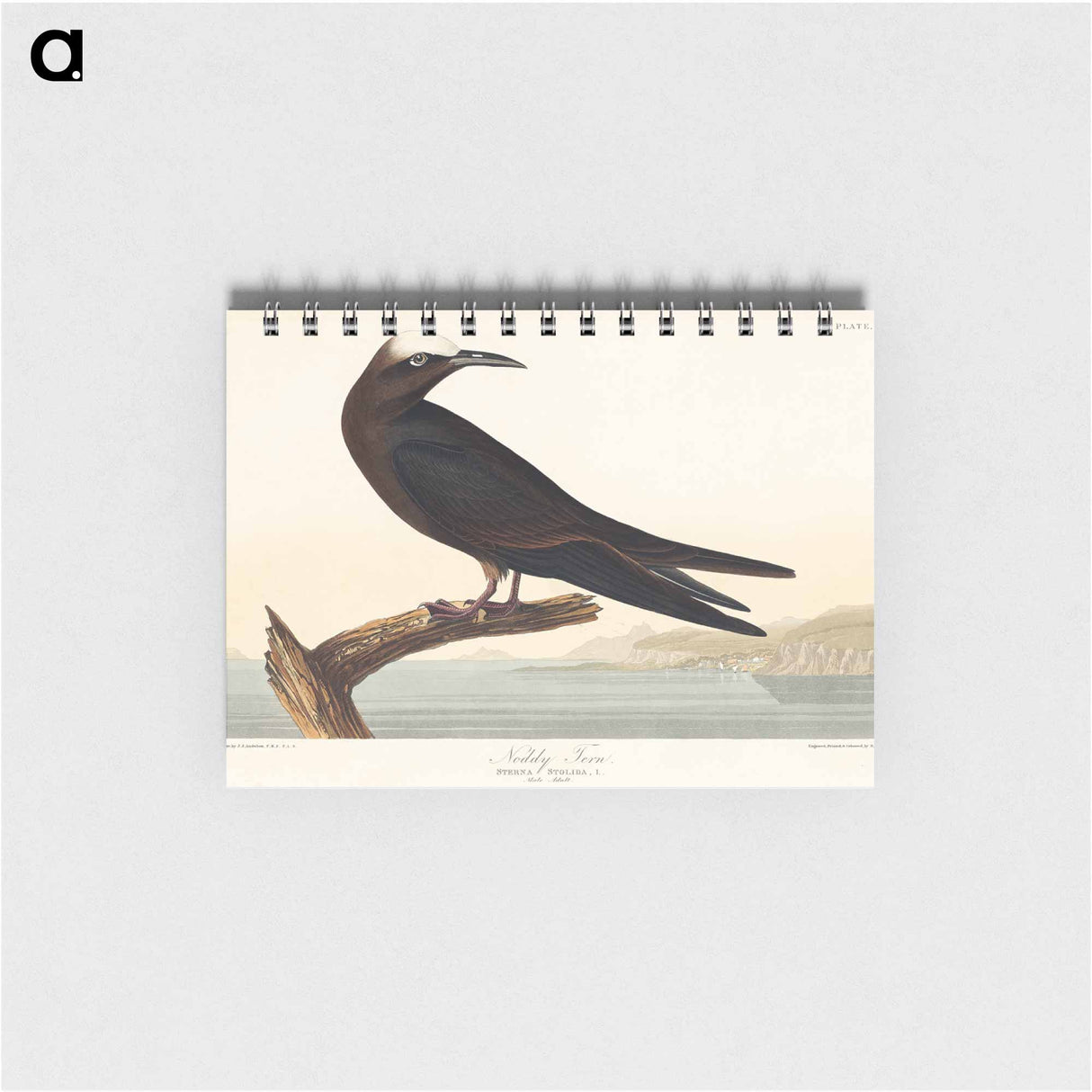 アートメモ帳-Noddy Tern from Birds of America
 - アメリカの鳥たち Memo.