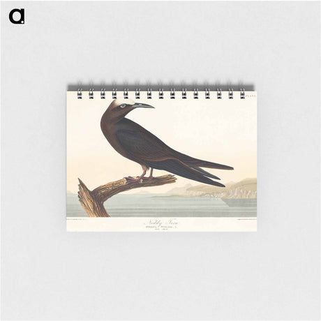 アートメモ帳-Noddy Tern from Birds of America
 - アメリカの鳥たち Memo.