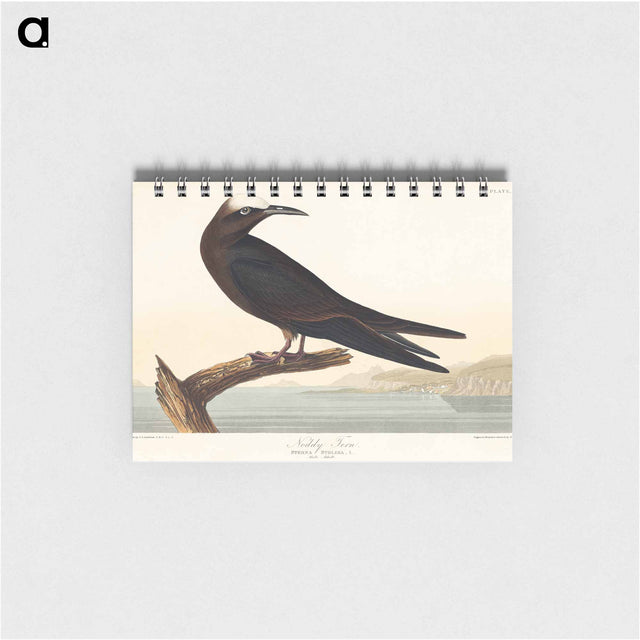 アートメモ帳-Noddy Tern from Birds of America
 - アメリカの鳥たち Memo.