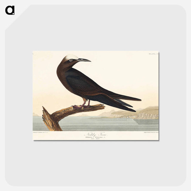 アートポストカード-Noddy Tern from Birds of America
 - アメリカの鳥たち Postcard.