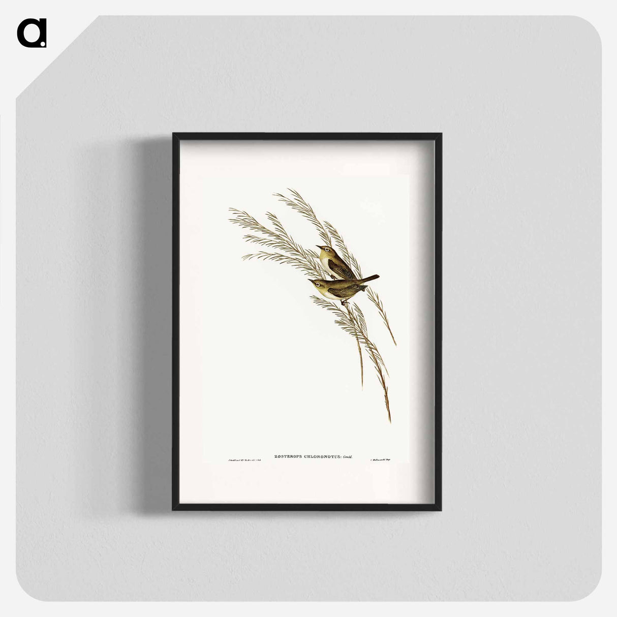 アートポスター-Green-backed Zosterops
 - オーストラリアの鳥 Poster.