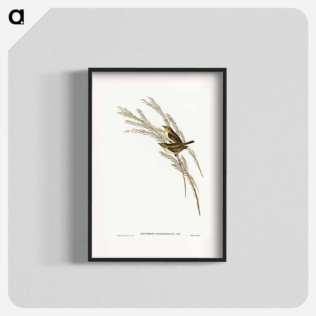 アートポスター-Green-backed Zosterops
 - オーストラリアの鳥 Poster.