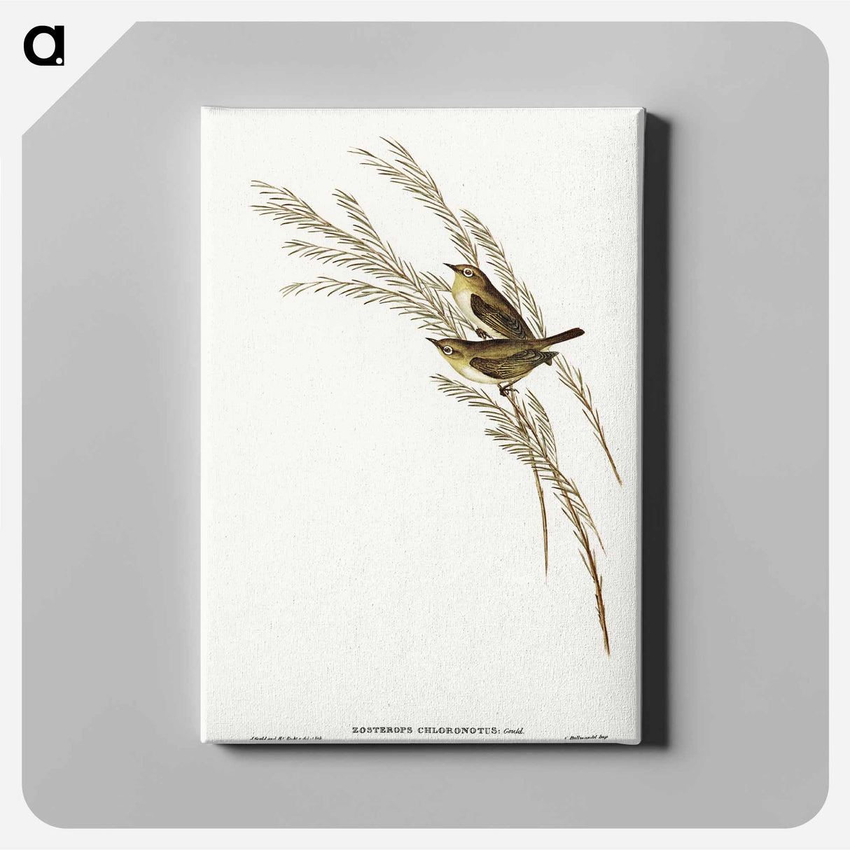 アートパネル-Green-backed Zosterops
 - オーストラリアの鳥 Canvas.