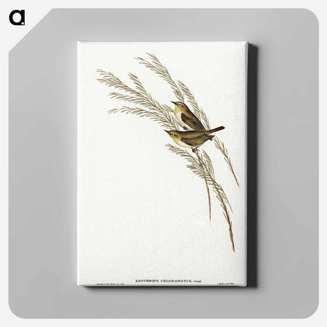 アートパネル-Green-backed Zosterops
 - オーストラリアの鳥 Canvas.
