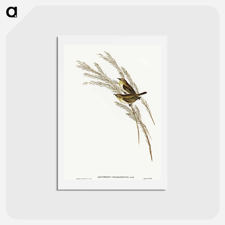 アートポストカード-Green-backed Zosterops
 - オーストラリアの鳥 Postcard.