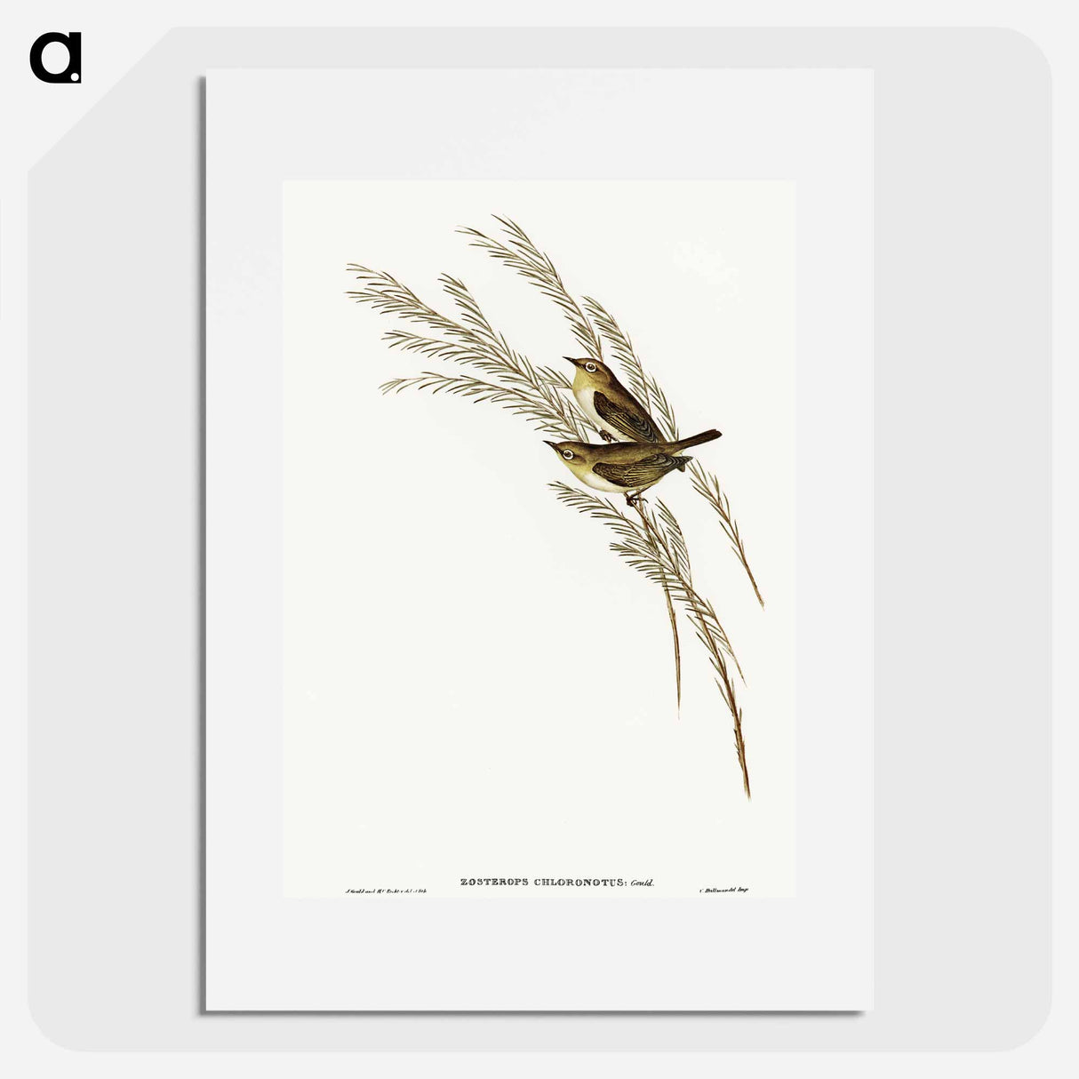 アートポスター-Green-backed Zosterops
 - オーストラリアの鳥 Poster.