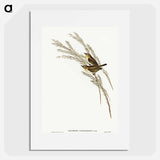 アートポスター-Green-backed Zosterops
 - オーストラリアの鳥 Poster.