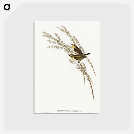 アートポストカード-Green-backed Zosterops
 - オーストラリアの鳥 Postcard.