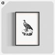 アートポスター-Black Eagle from Travels and Adventures in Southern Africa
 - 大英図書館 Poster.