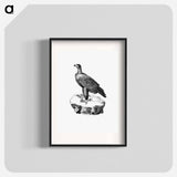 アートポスター-Black Eagle from Travels and Adventures in Southern Africa
 - 大英図書館 Poster.