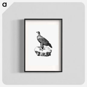 アートポスター-Black Eagle from Travels and Adventures in Southern Africa
 - 大英図書館 Poster.