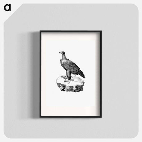 アートポスター-Black Eagle from Travels and Adventures in Southern Africa
 - 大英図書館 Poster.