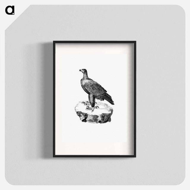 アートポスター-Black Eagle from Travels and Adventures in Southern Africa
 - 大英図書館 Poster.