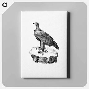 アートパネル-Black Eagle from Travels and Adventures in Southern Africa
 - 大英図書館 Canvas.