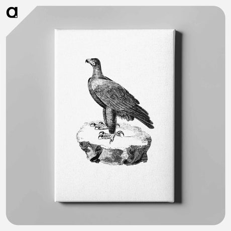 アートパネル-Black Eagle from Travels and Adventures in Southern Africa
 - 大英図書館 Canvas.